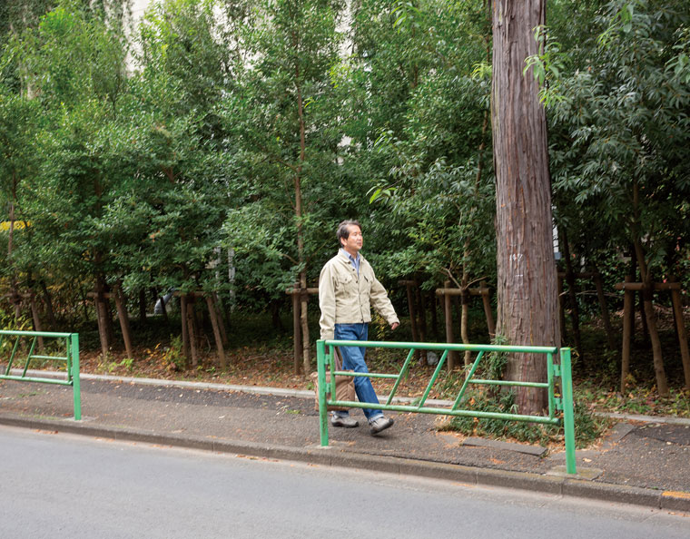 ケヤキ並木が続く沿道